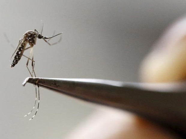 Pernambuco registra 12 mortes pela febre chikungunya