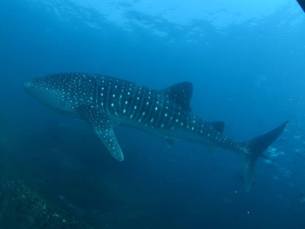 Tubarão-baleia de oito metros ‘posa’ para foto em rara aparição em SP