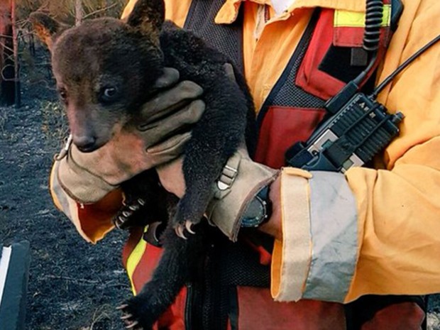 Filhote de urso é resgatado de incêndio por adolescente nos EUA