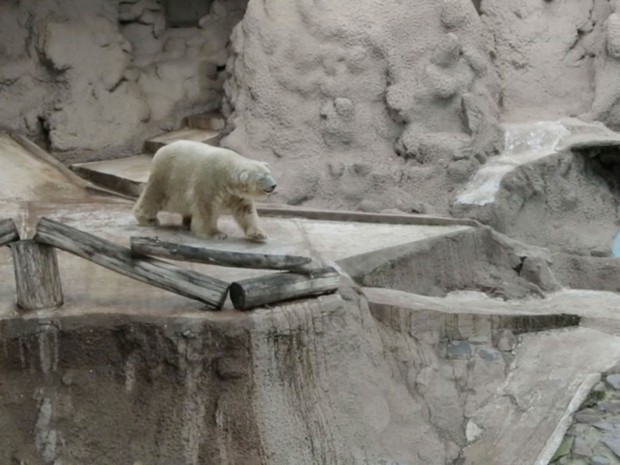 Saúde de último urso polar da Argentina preocupa diretora de zoo
