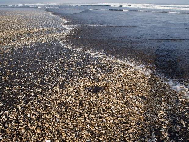 Maré vermelha no sul do Chile está recuando, dizem cientistas