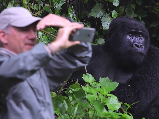Gorilas selvagens geram turismo e dinheiro em Ruanda