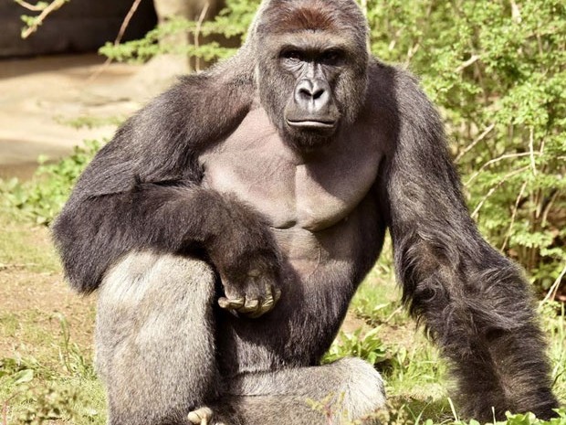 Mãe de menino que caiu em área de gorila nos EUA não sofrerá acusações
