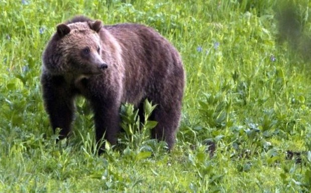 Ciclista é morto por urso em parque dos EUA