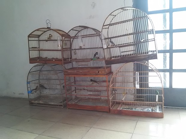 Homem é multado em R$ 4 mil por manter pássaros em cativeiro
