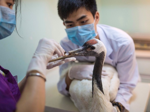 Pássaro recebe bico de titânio feito com impressora 3D na China