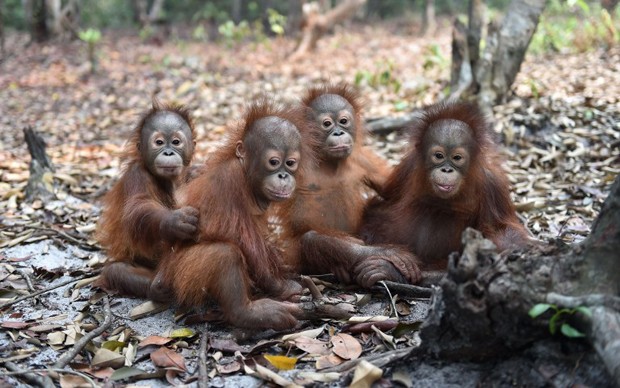 Orangotango de Bornéu pode desaparecer, alerta ONG