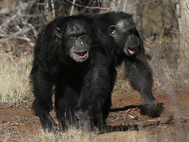 Estudo mostra que chimpanzés preferem cooperar a competir