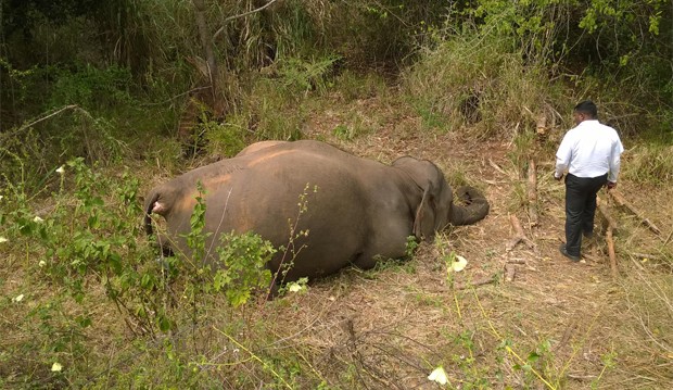 Quatro elefantes morrem atropelados por trem em Sri Lanka