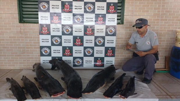 Polícia Ambiental apreende 93 kg de pintados em ranchos no Rio Paraná