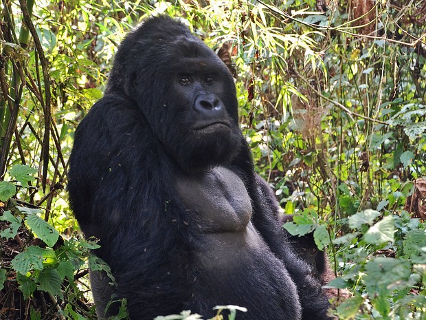Maiores gorilas do mundo estão a ‘um passo de serem extintos’