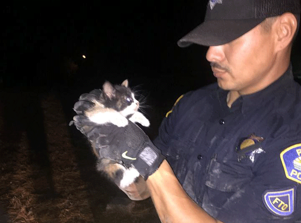 Policiais usam burrito para resgatar gatinho preso em tubo de esgoto