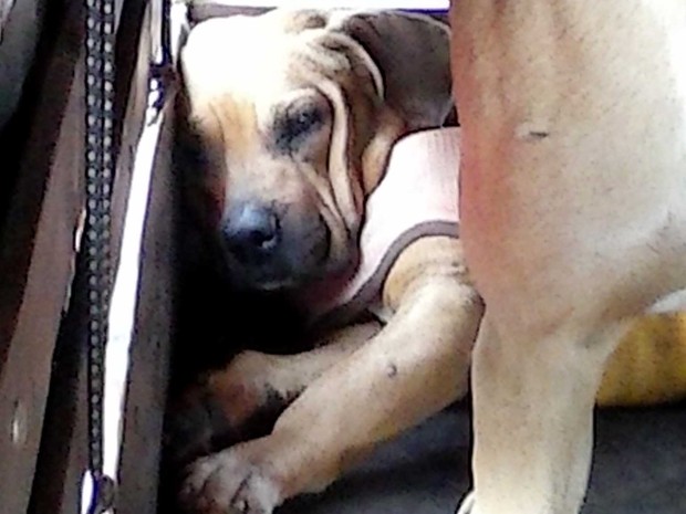 Caçador leva multa de R$ 27 mil por maus-tratos no transporte de cães