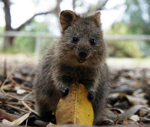 Quokka, marsupial australiano ‘rei das selfies’, está ameaçado de extinção