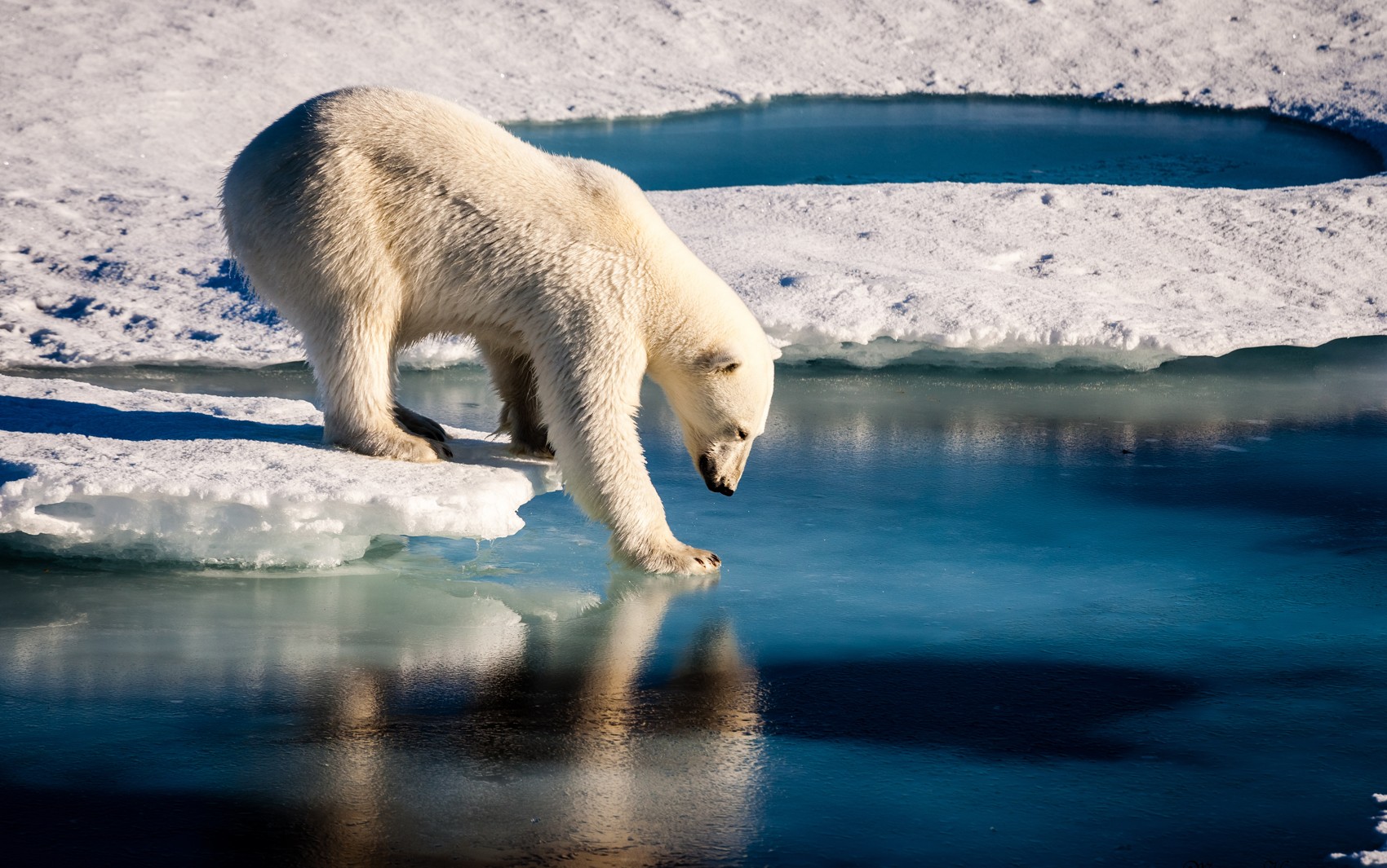 Ursos polares estão ficando sem gelo no Ártico, diz estudo