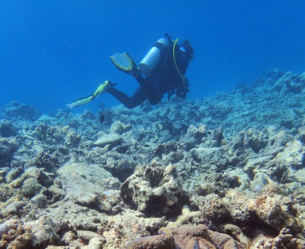 Cientistas voltam a denunciar situação da Barreira de Corais na Austrália