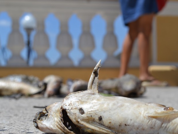 Peixes mortos são despejados nas escadas do Palácio Anchieta