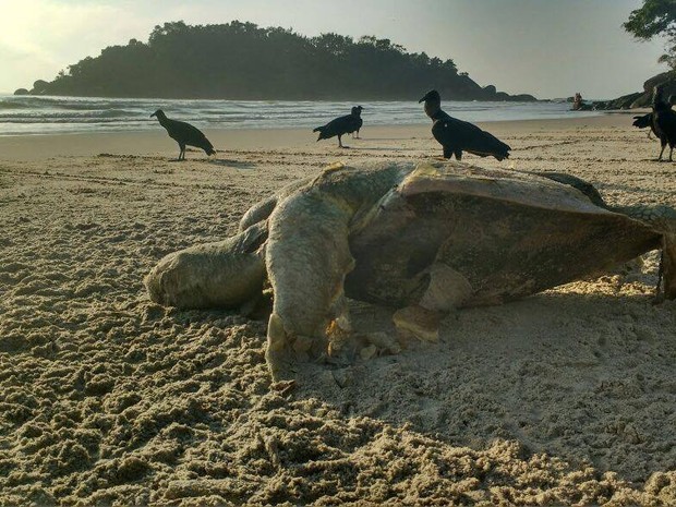 Tartaruga marinha é encontrada morta em praia de Guarujá, SP