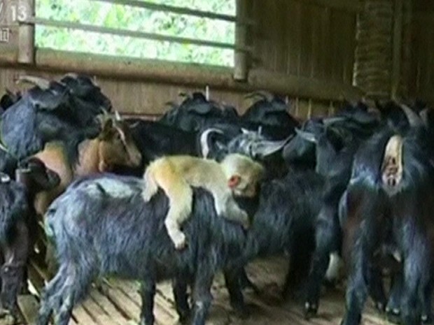 Filhote de macaco é adotado por rebanho de cabras na China