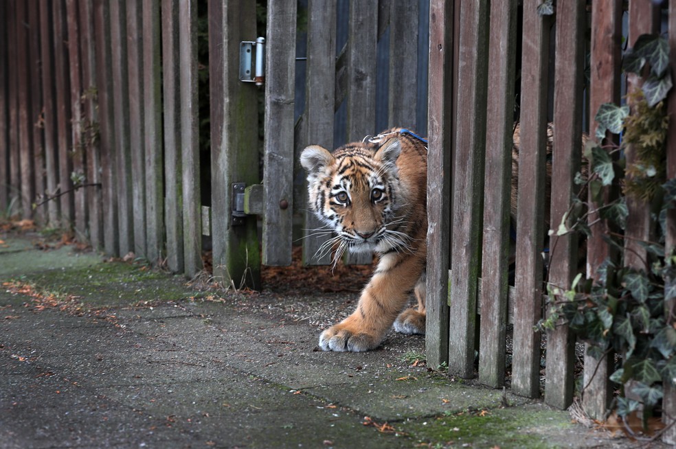 Casal da Alemanha cuida de filhote de tigre rejeitado pela mãe