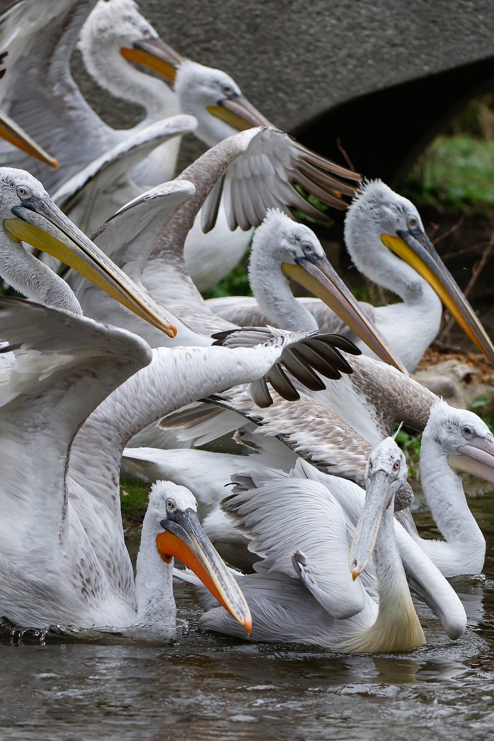 Zoológico de Viena sacrifica 20 pelicanos-crespos por surto de gripe aviária
