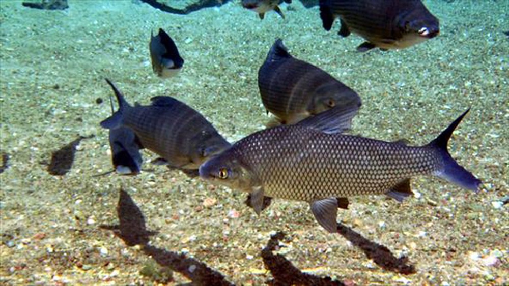 Ministério do Meio Ambiente avalia revisão da lista de espécies aquáticas ameaçadas após pedido do Ministério da Agricultura