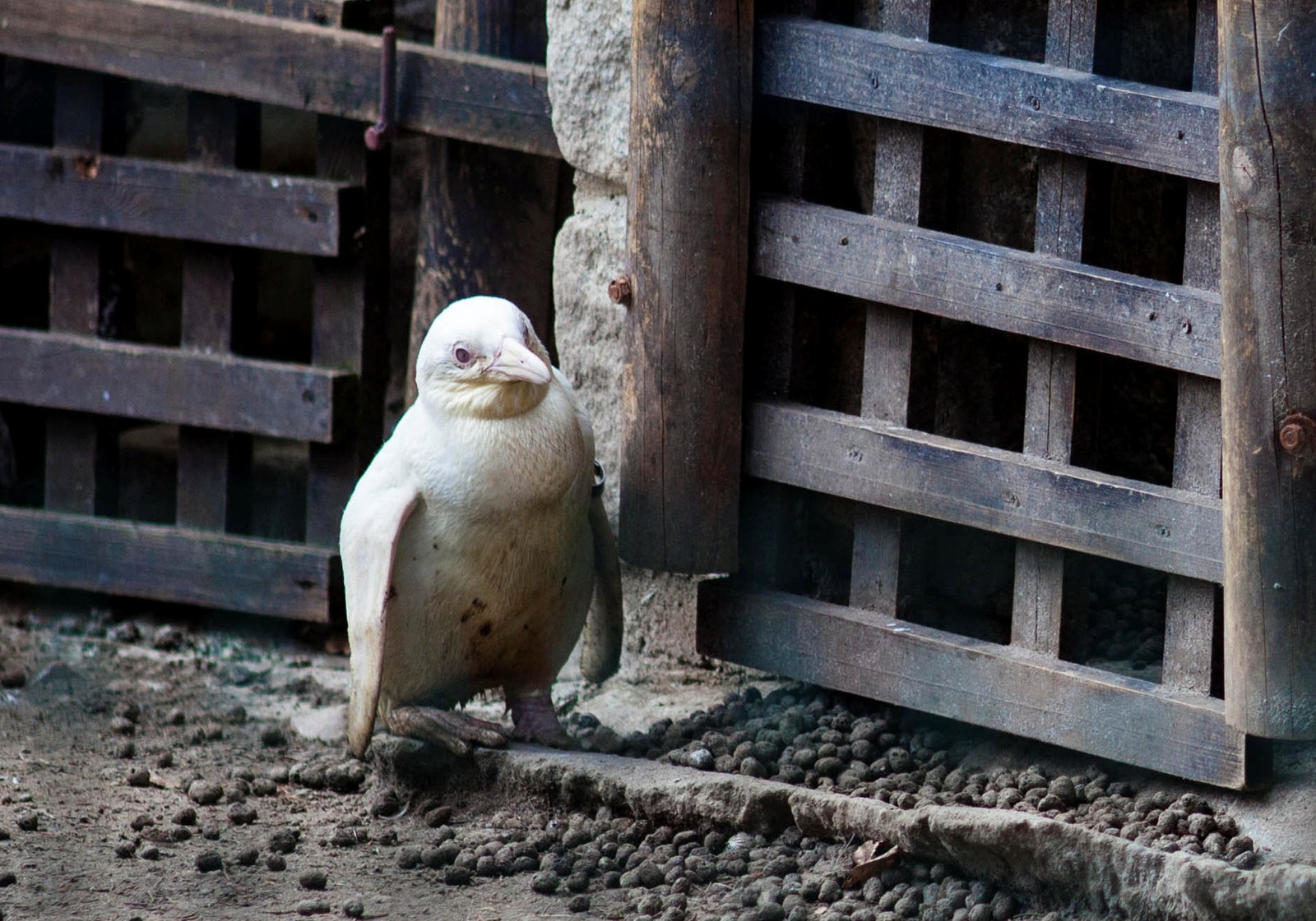 Zoológico polonês apresenta pinguim albino e teme rejeição do bando