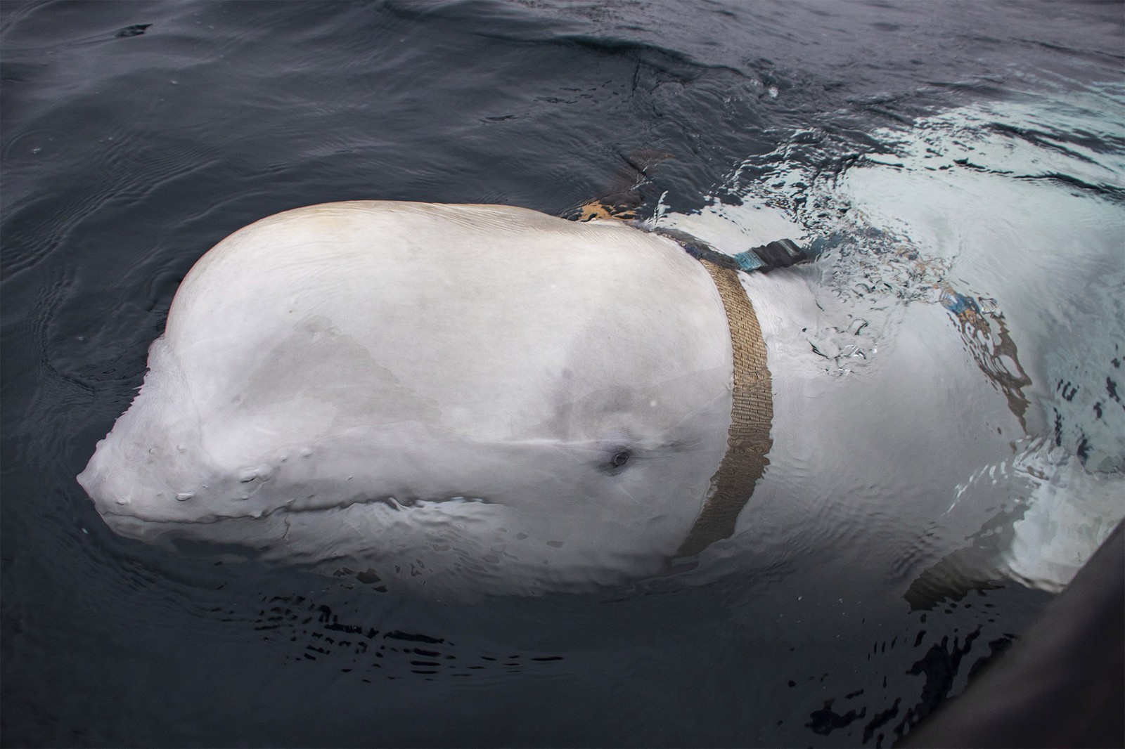 Baleia beluga encontrada na Noruega com ‘coleira’ pode ter ligação com marinha russa