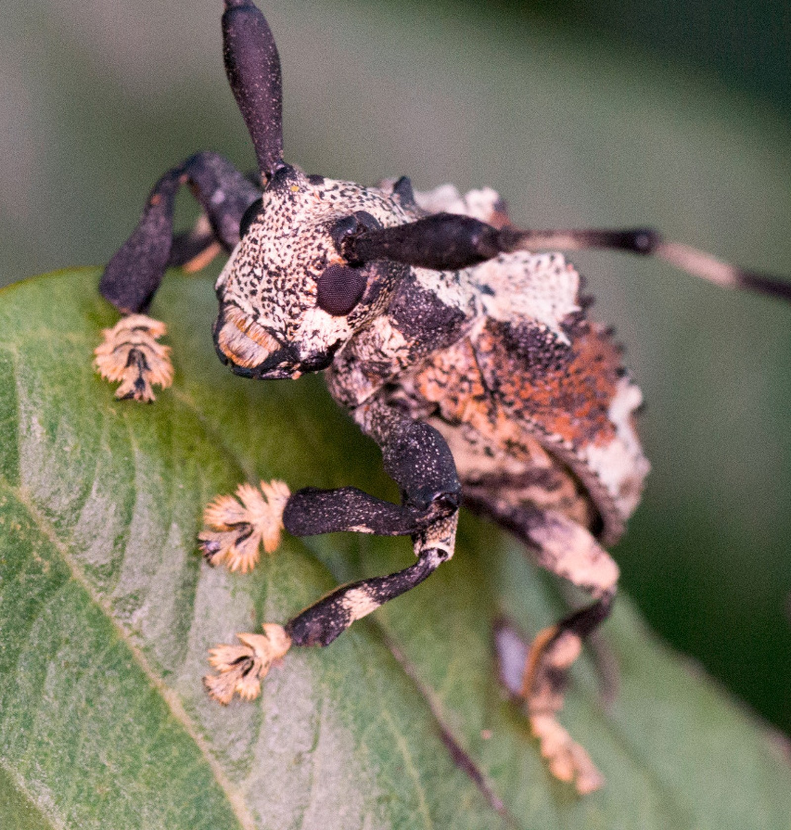 Descoberto no Peru, besouro venenoso que pica é encontrado no interior de SP