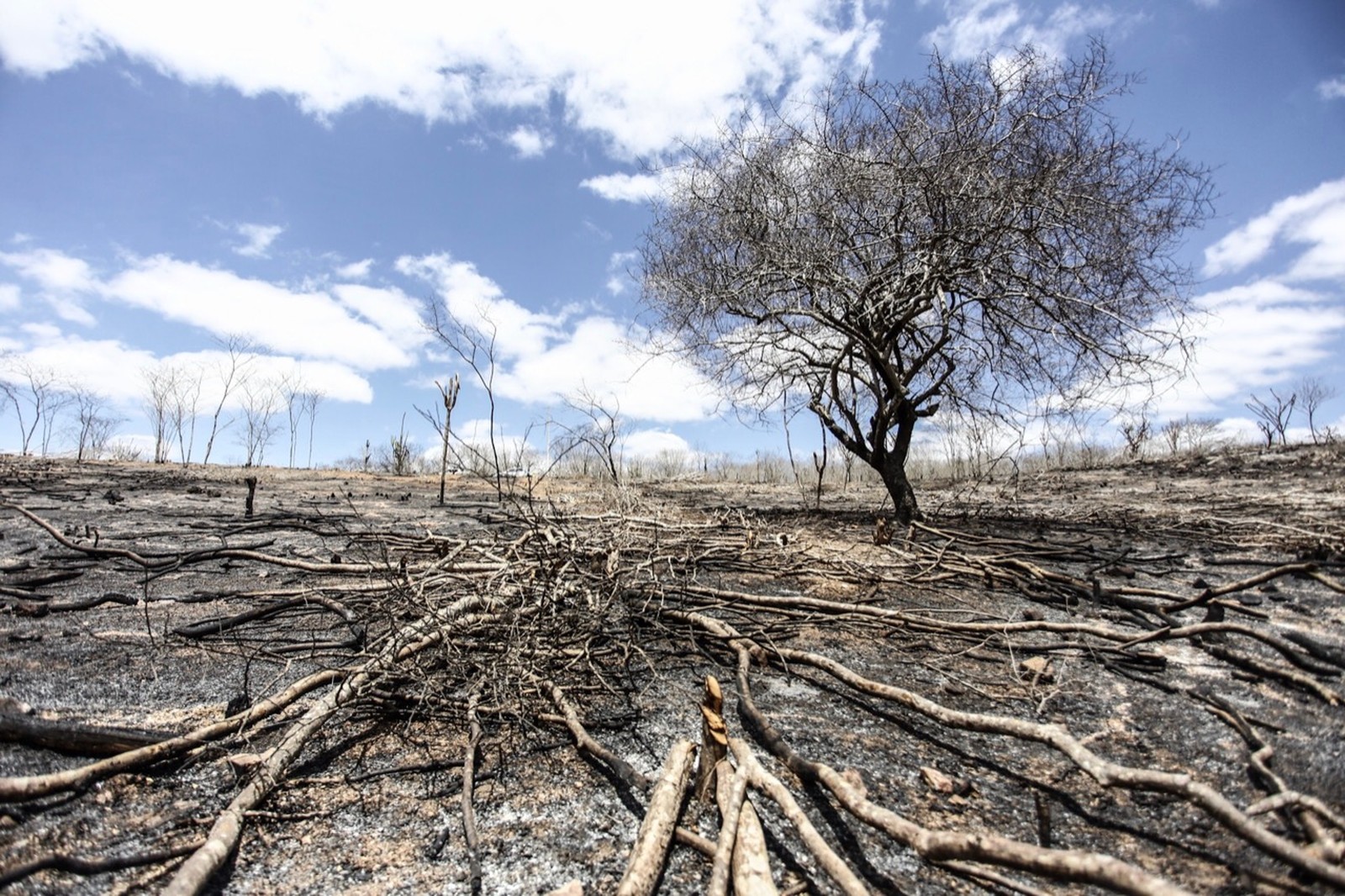 Brasil liderou desmatamento de florestas primárias no mundo em 2018, mostra relatório