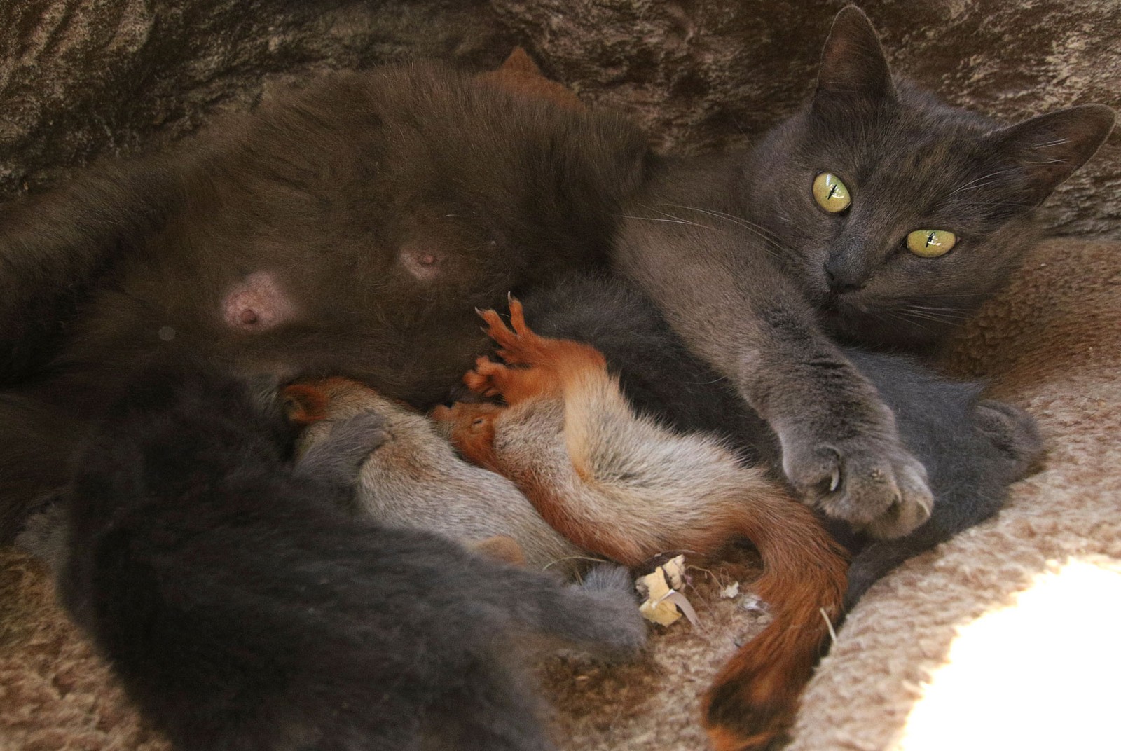 Gata ‘adota’ filhotes de esquilo na Crimeia