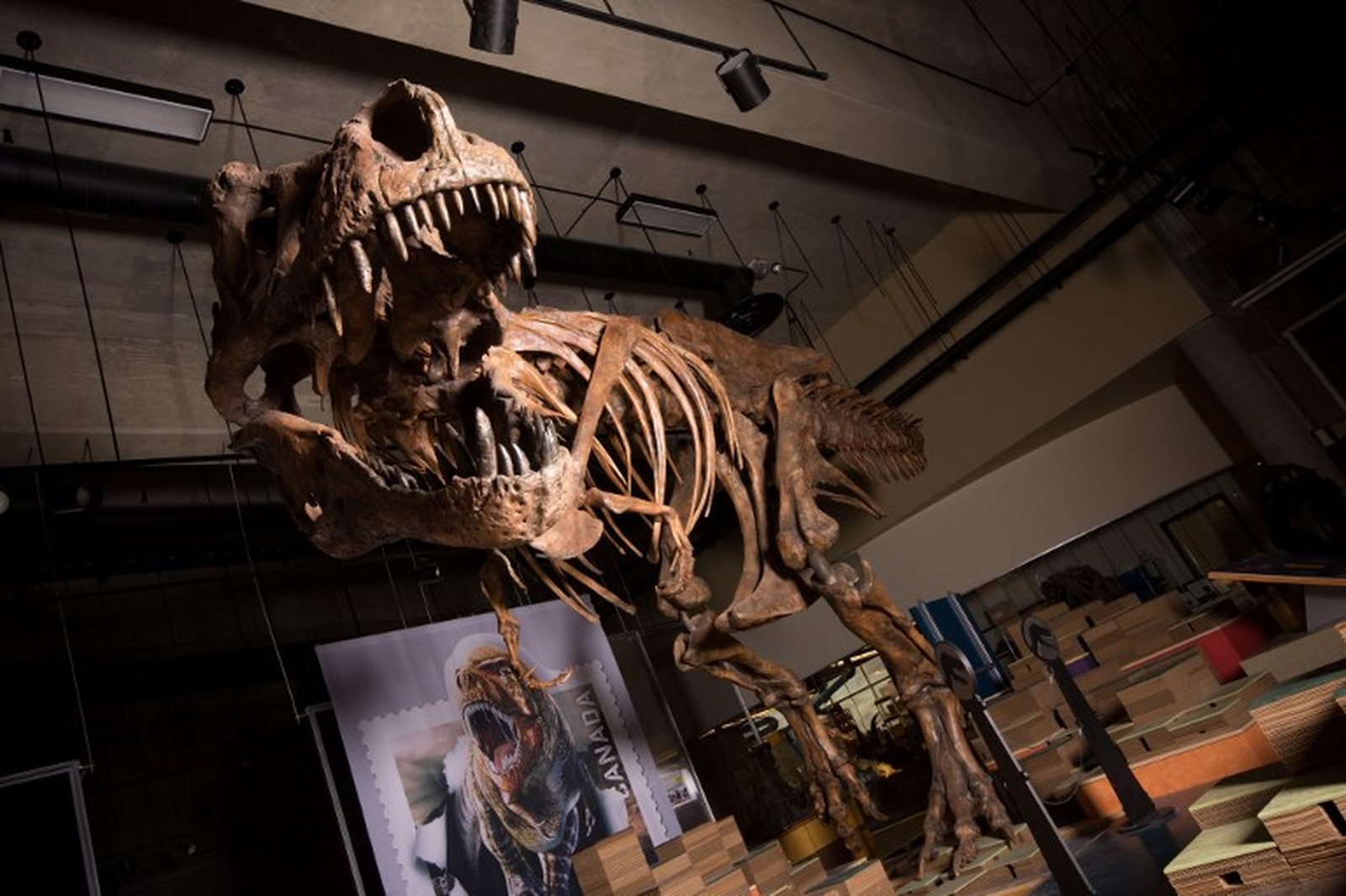 Tiranossauro Rex encontrado no Canadá em 1991 é o maior do mundo