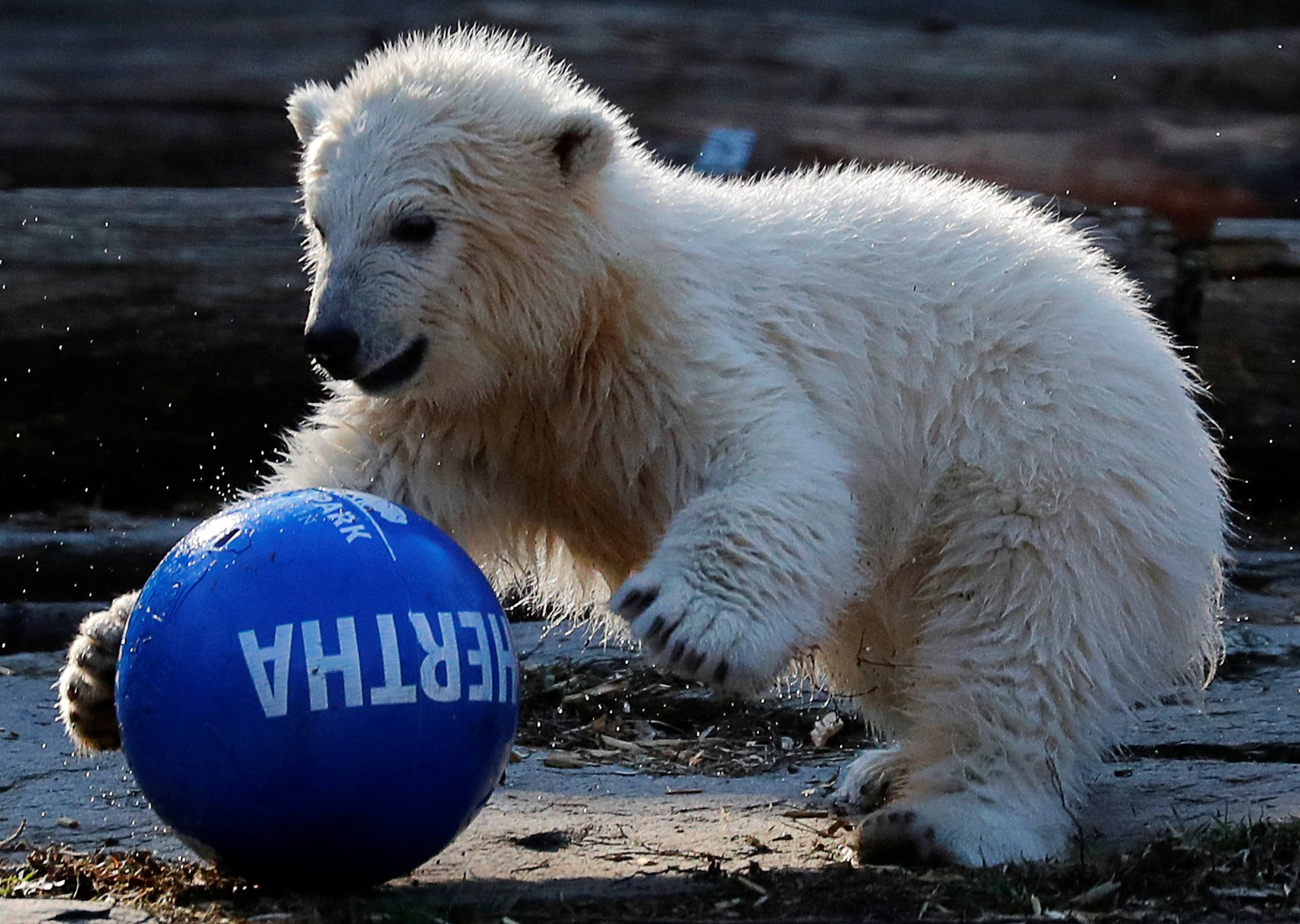 Ursa polar nascida no zoológico de Berlim recebe nome de time de futebol