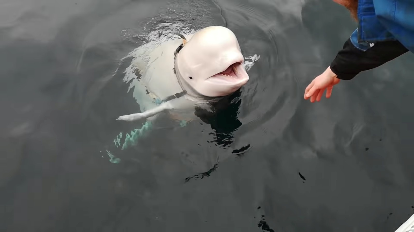 Beluga encontrada na Noruega reforça tese de que seria treinada ao devolver celular que caiu no mar