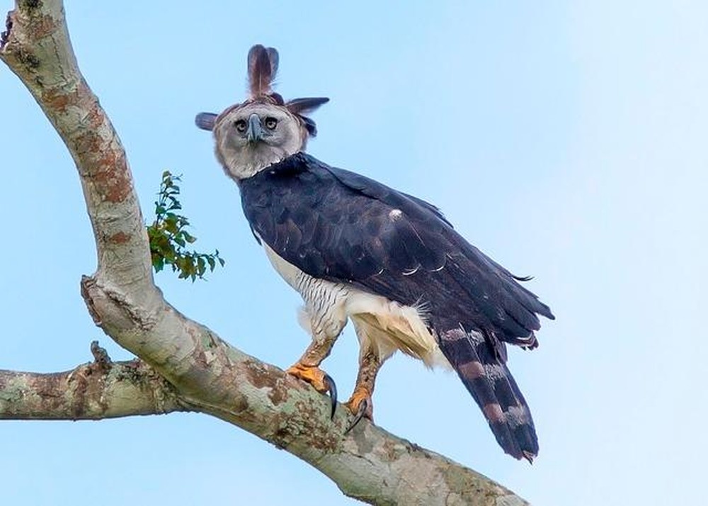 Desmatamento em MT ameaça maior águia do mundo e grupo de proteção à espécie oferece R$ 500 para quem encontrar ninho