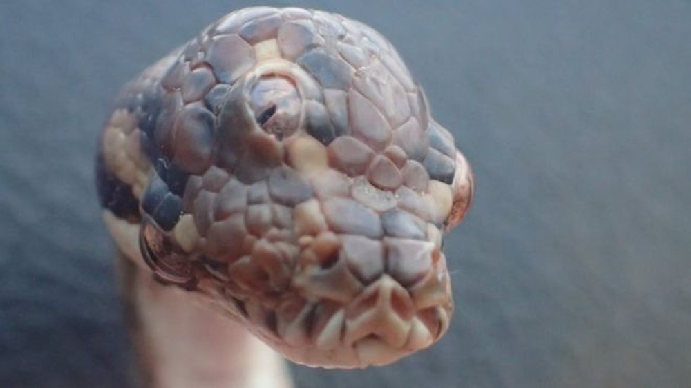 Cobra de três olhos é encontrada em estrada na Austrália
