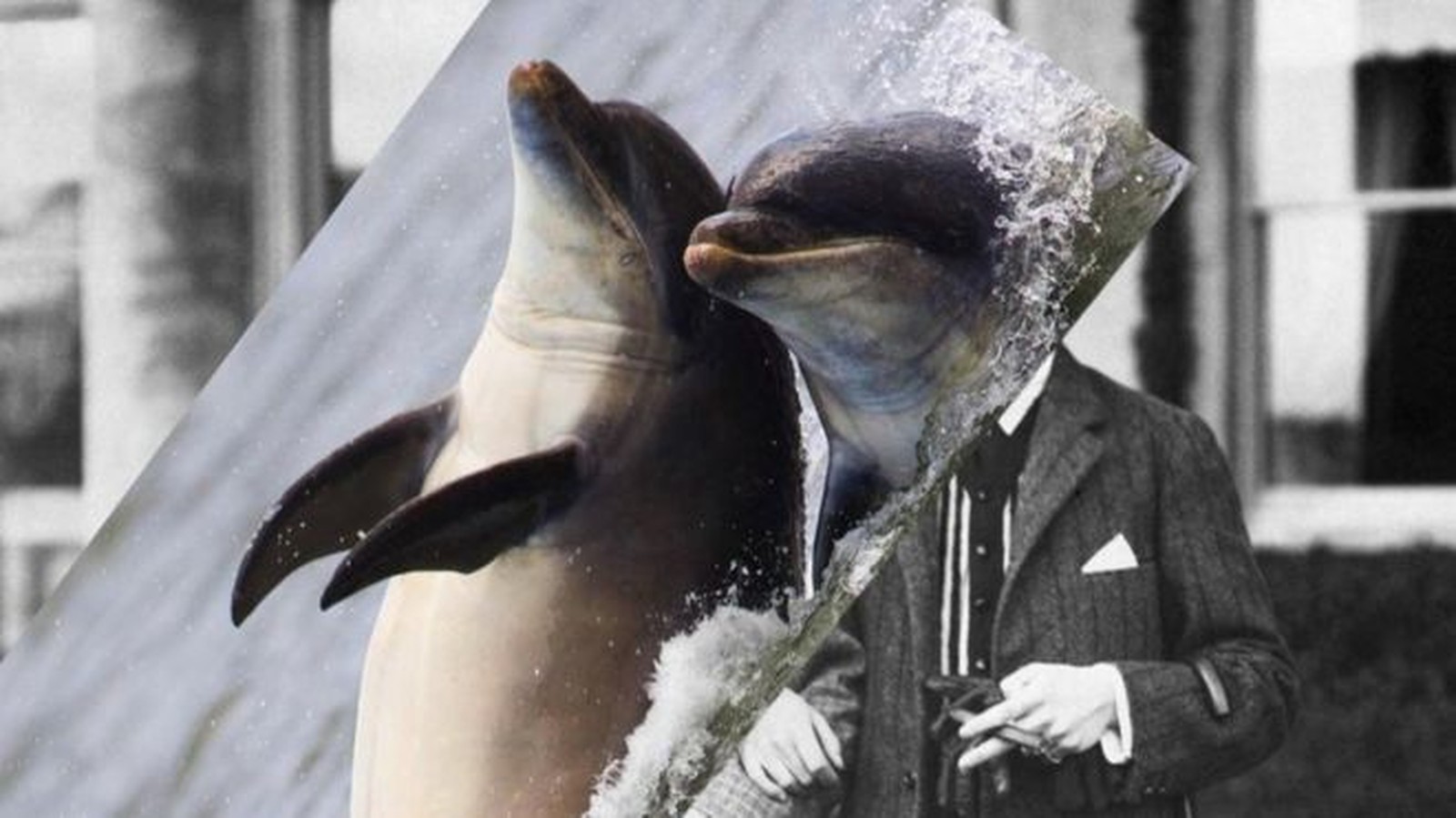 Ecolocalização: o que os seres humanos podem aprender com os golfinhos