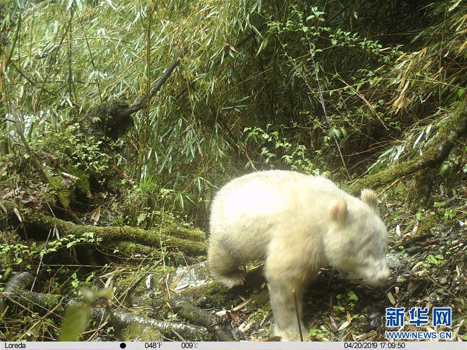 Panda albino é visto em reserva natural na China