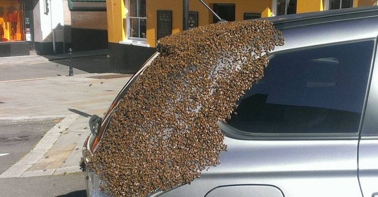 Abelha Rainha fica trancada dentro de carro e é perseguido por 20.000 abelhas