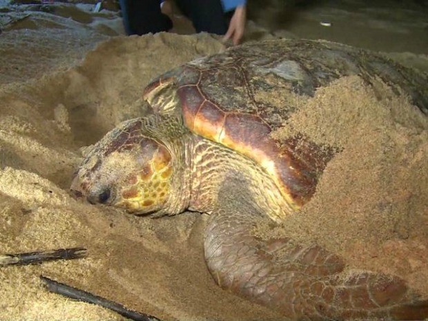 Lama ameaça a desova de tartarugas gigantes em Regência