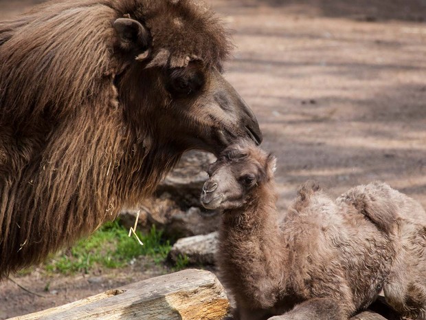 Bebê camelo do zoo de Chicago vira estrela nas redes sociais