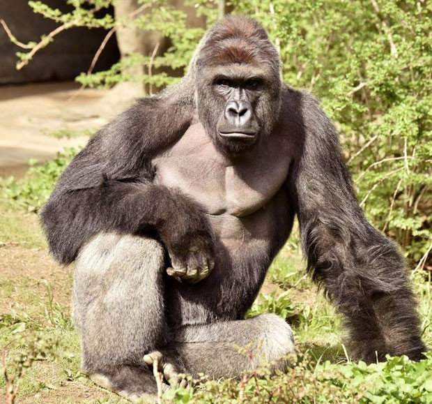Zoo americano vai preservar material genético de gorila que foi morto
