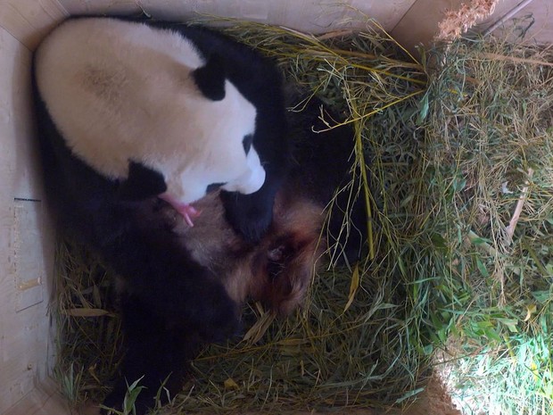 Zoo de Viena anuncia nascimento de panda gigante