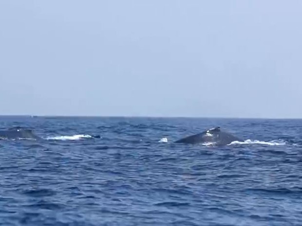 Grupo de 30 baleias jubarte é observado no litoral do ES