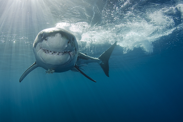 Tubarões brancos da África do Sul sofrem risco de extinção