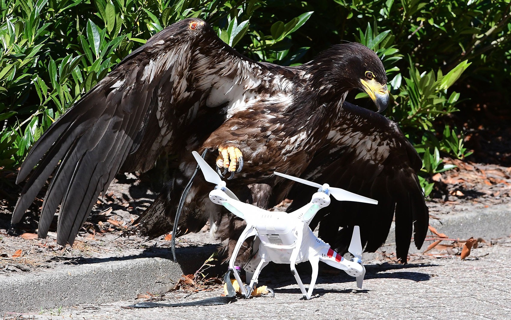 Polícia holandesa utiliza águias para capturar drones