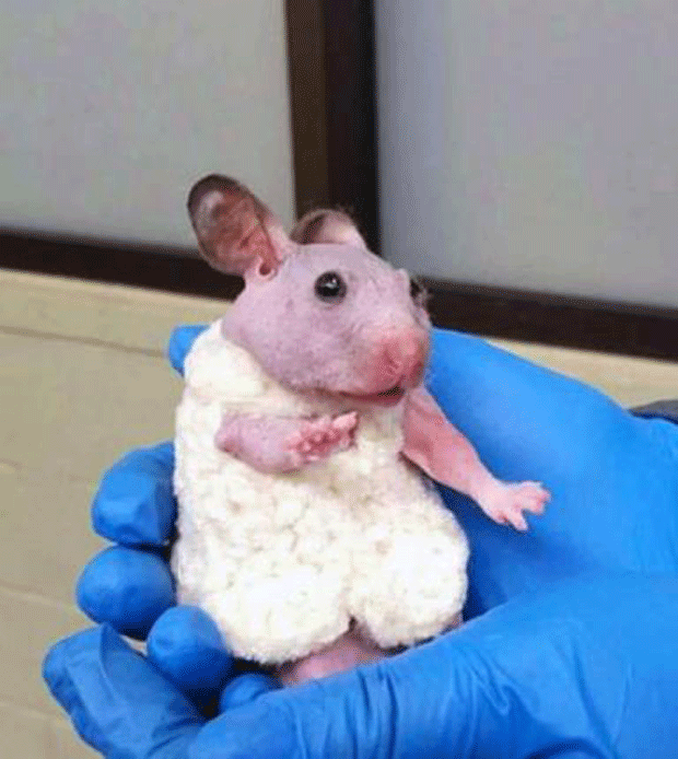 Hamster que nasceu sem pelos ganha minissuéter nos EUA