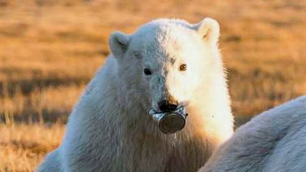 A imagem de urso polar com lata presa na boca que serve de alerta para o lixo jogado no mundo