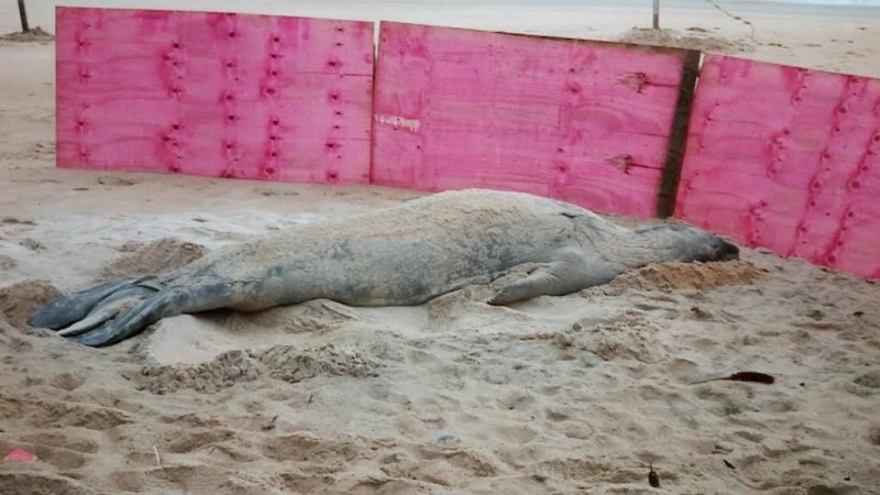Debilitado no ES, elefante-marinho ‘Fred’ precisa de tratamento