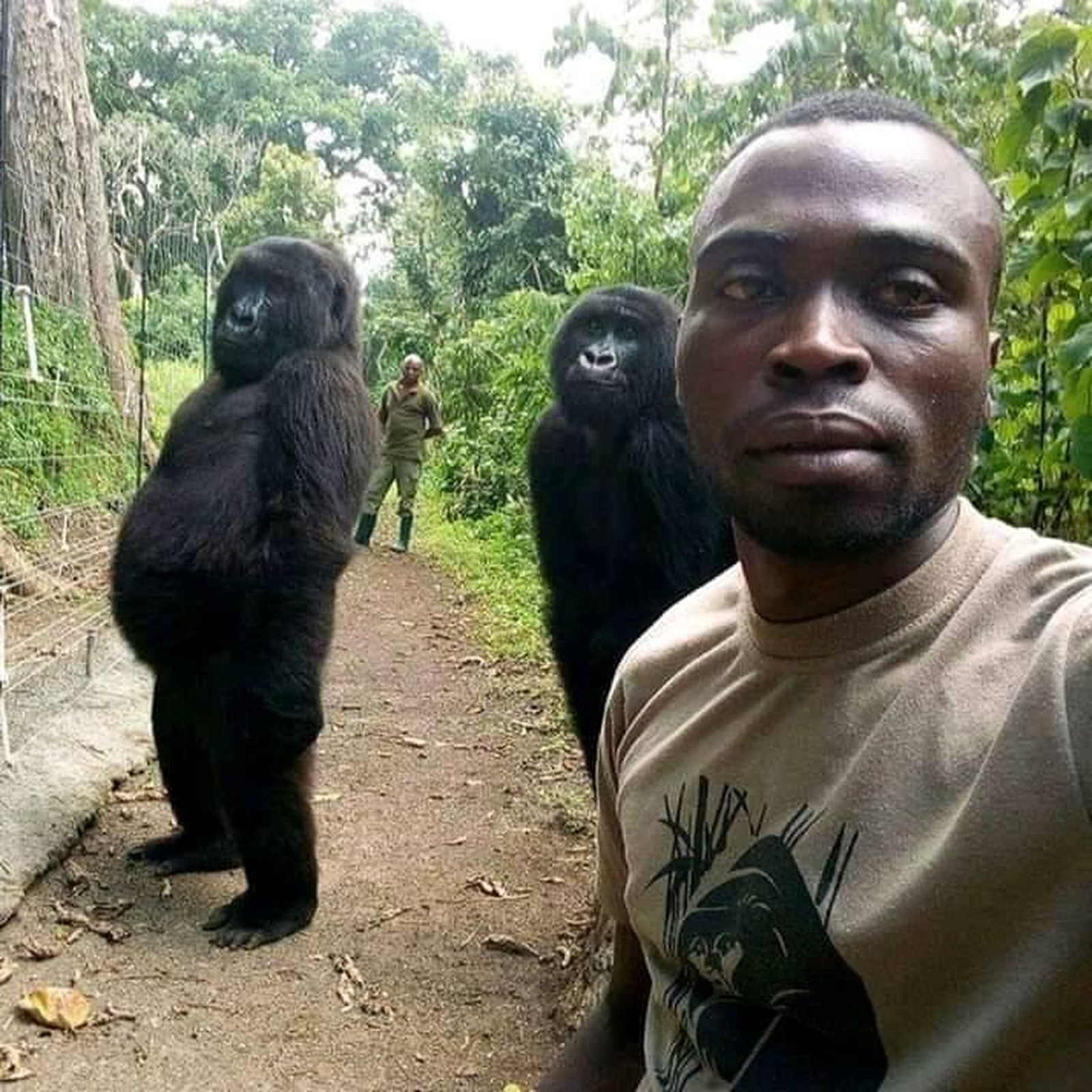 Gorilas de santuário aprendem a posar para fotos